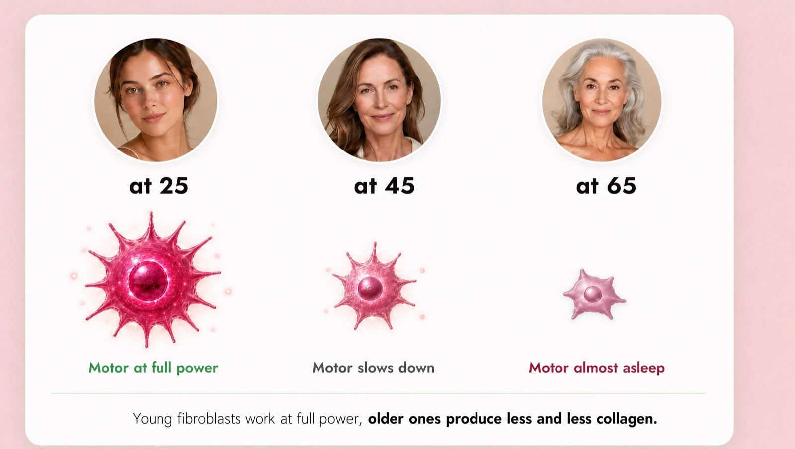 Fibroblasts (your Collagen engine) at 25, 45 and 65: young ones work at full speed, older ones produce less and less Collagen.