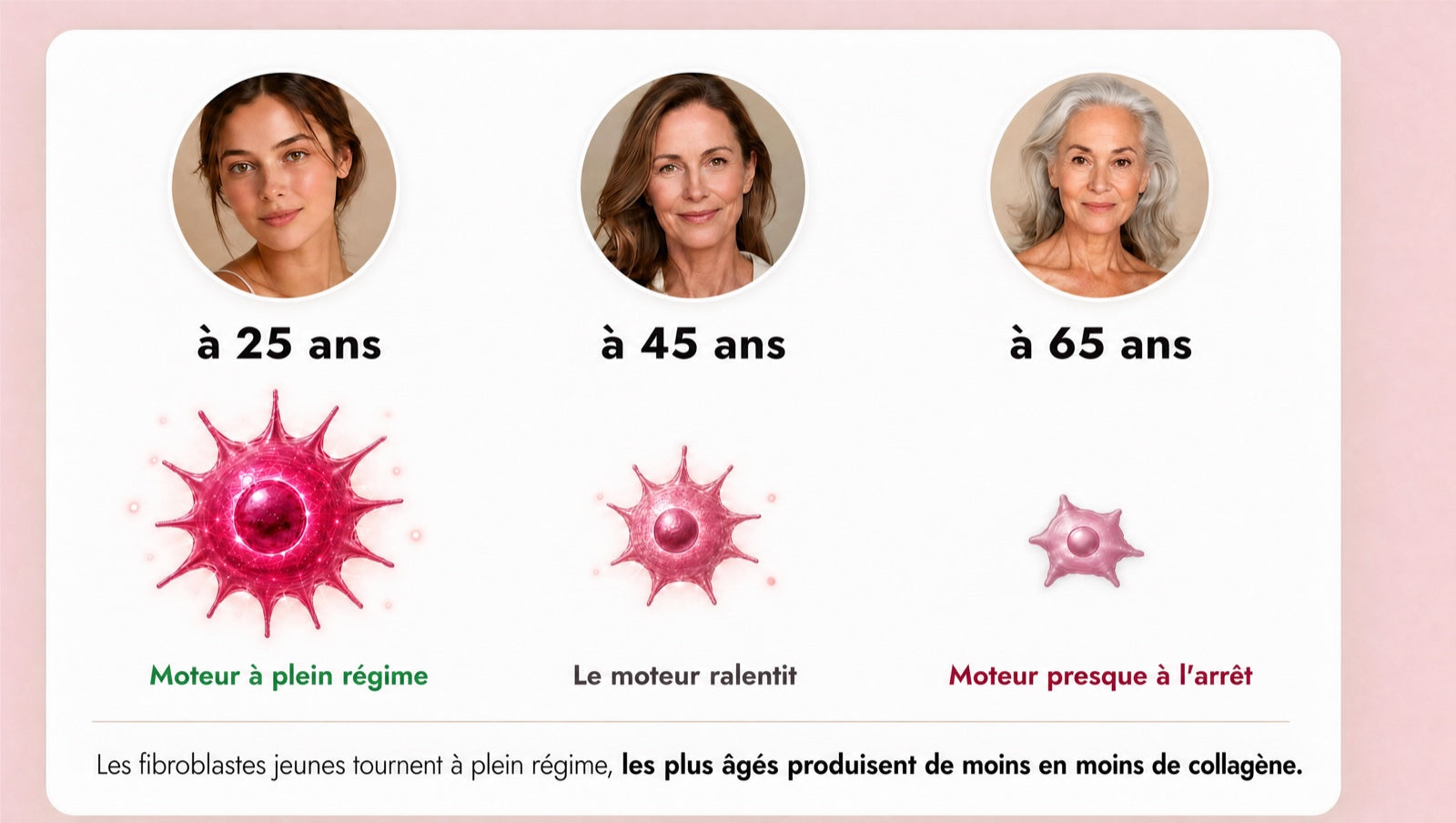 Fibroblasten (dein moteur à collagène) mit 25, 45 und 65 Jahren: Junge arbeiten auf Hochtouren, &auml;ltere produzieren immer weniger Kollagen.